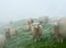 Sheep on a North Sea shore in a snow storm. Husum, Germany