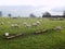 Sheep Northumberland UK Landscape