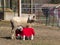 Sheep Nursing Her Two Lambs