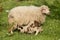 Sheep nursing lamb