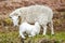 Sheep nursing lamb