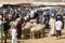 Sheep open-air market in Morocco