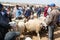 Sheep open-air market in Morocco