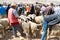 Sheep open-air market in Morocco