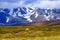 Sheep in open nature near Hvitarnes hut, Iceland