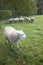 Sheep in an orchard in the netherlands near utrecht