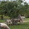 Sheep in an orchard at Temple Guiting, Cotswolds, Gloucestershire, England