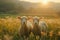 Sheep organic farm, An image of sheep in a meadow during the summer at sunset, Agriculture animal