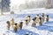 Sheep in Orlicke hory, Eastern Bohemia, Czech Republic