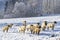 Sheep in Orlicke hory, Eastern Bohemia, Czech Republic