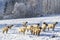 Sheep in Orlicke hory, Eastern Bohemia, Czech Republic