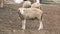 Sheep with other sheep in the pen,