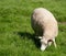 Sheep out on pasturage