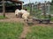 Sheep Out for Stroll on Farm