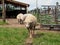 Sheep Out for Stroll on Farm