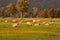 Sheep over green field farmland