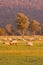 Sheep over green glass with tropical forest background