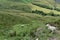 Sheep over Whitemoor Clough area