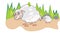 Sheep or Ovis aries, illustration