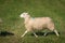 Sheep Ovis aries Trots Left