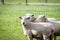 Sheep in paddock