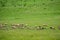 Sheep on the Pasturage