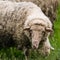 Sheep on the Pasturage