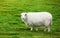 Sheep on pasture