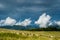 Sheep pasture in Carpathian mountains