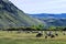 Sheep in Pasture in Carson City, Nevada