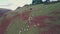 Sheep on pasture from a drone, Kingswear, Brixham, Torbay, Devon, England