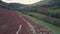 Sheep on pasture from a drone, Kingswear, Brixham, Torbay, Devon, England