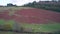 Sheep on pasture from a drone, Kingswear, Brixham, Torbay, Devon, England