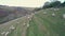 Sheep on pasture from a drone, Kingswear, Brixham, Torbay, Devon, England