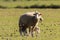 Sheep in pasture early morning