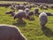 Sheep on pasture in the green landscape