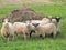 Sheep pasture in meadow