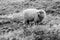 Sheep on a pasture. Mountain agricultural farming