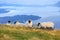 Sheep pasture in Norway