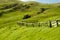 Sheep Pasture - Port Jackson - New Zealand