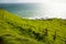 Sheep Pasture - Port Jackson - New Zealand