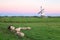 Sheep on pasture and windmill at sunrise