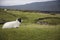 Sheep on pasture Yorkshire Dales Yorkshire England