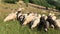 Sheep on pastures in the Carpathian mountains