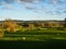 Sheep pasturing in Farnley