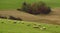 Sheep pasturing in the mountains