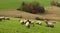 Sheep pasturing in the mountains