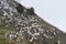 Sheep pasturing on a slope of a mountain