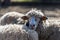 The sheep peacefully graze in the pen. A lot of beautiful lambs. The rays of the sun illuminate the white, black