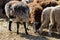 The sheep peacefully graze in the pen. A lot of beautiful lambs. The rays of the sun illuminate the white, black, and brown wool